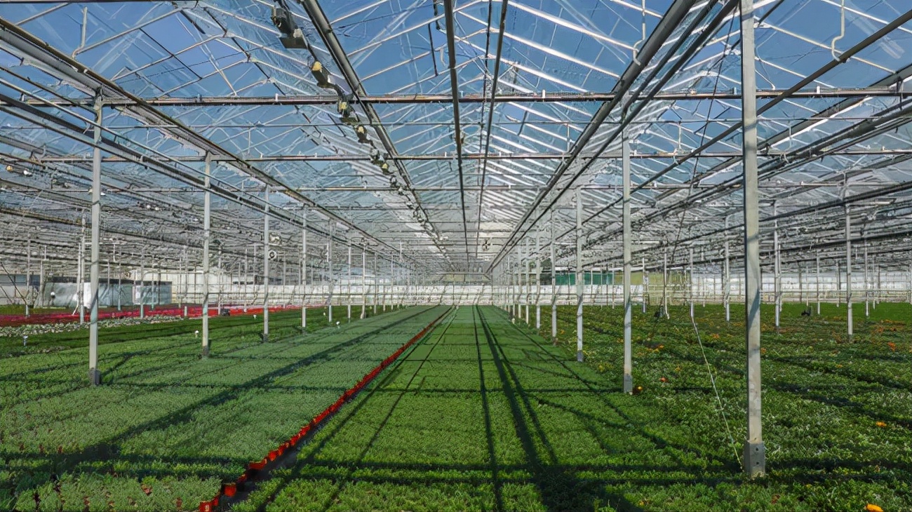 上海花博会讲解,上海花博会有什么