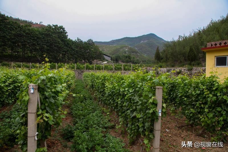 山西平定农业合作社,山西富利农业合作社