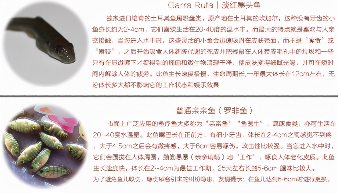 足疗店退役小鱼去哪了？真的是喂脚皮长大之后，被端上餐桌了嘛？