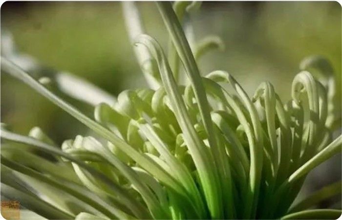 菊花100幅欣赏,菊花的十大绝美诗句