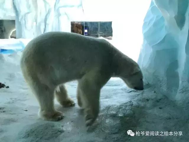 暑假珠海长隆两日一夜亲子游,珠海长隆海洋王国亲子游北极熊
