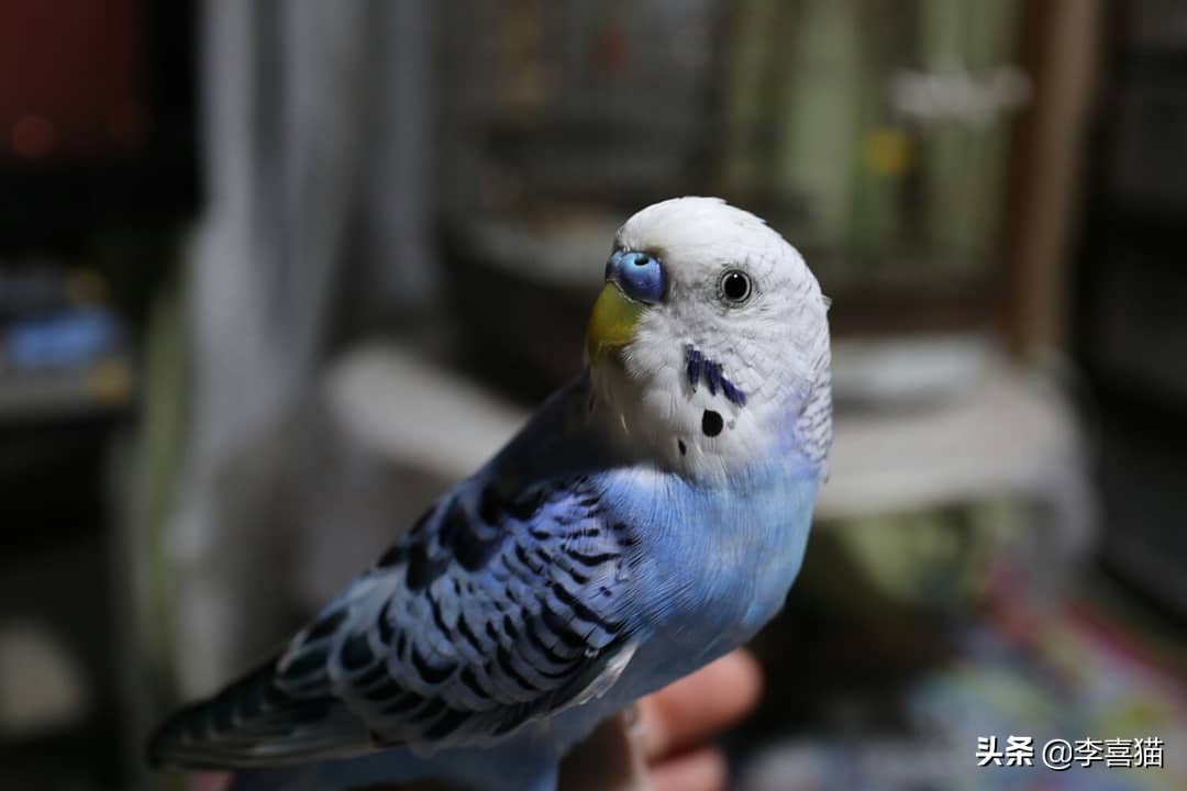 辟谣：鹦鹉虽然很可爱但不是所有的都能养，喜欢的话可以养这三种