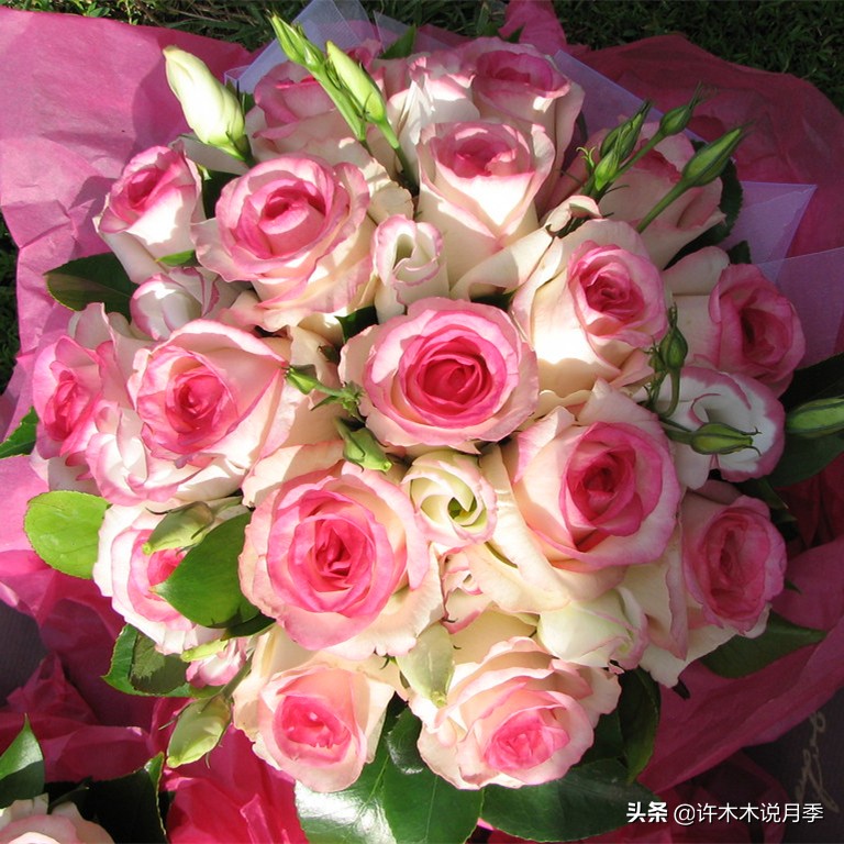 切花大全100种,鲜花大全50种花的花语