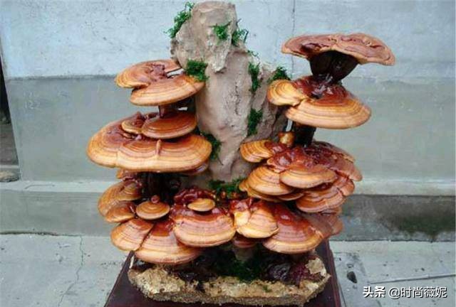 中国十大中药盆景,什么中药盆景越养越值钱