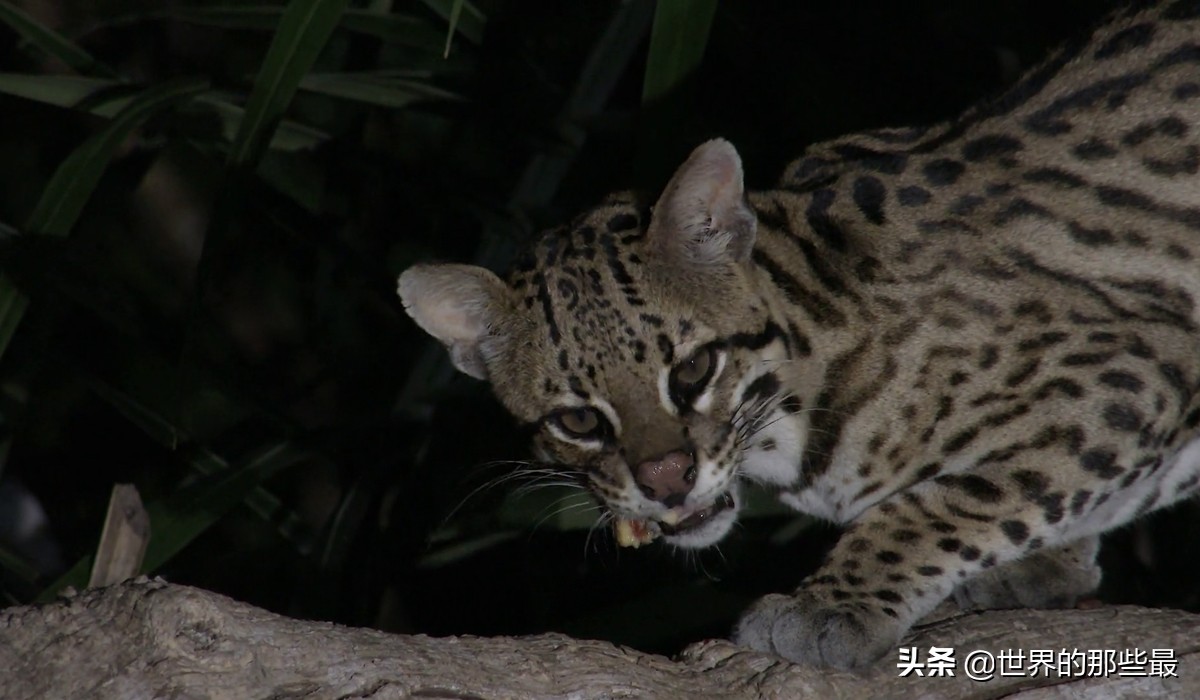 猫科猛兽动物,像虎一样的猫