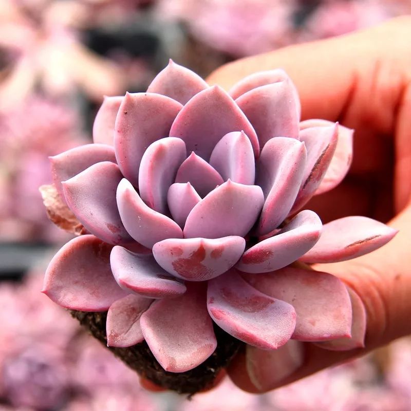 5种可爱的多肉,皮实好养,充满文艺范