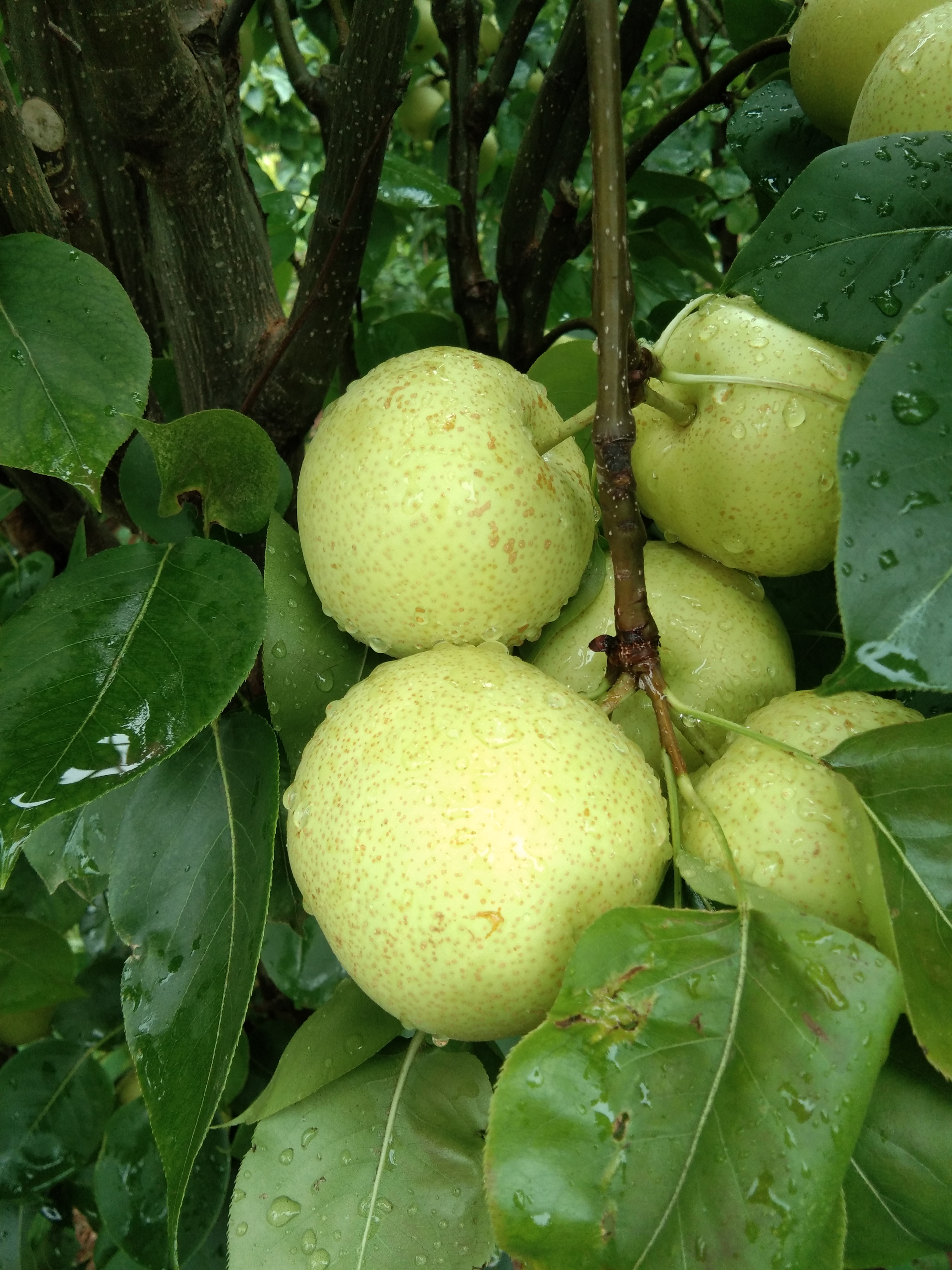 美好的事物总是很短暂完整版,美好的事物总是很短暂翻唱