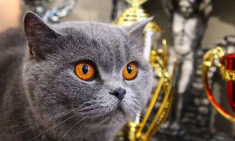 英短蓝猫有哪些特点,英短蓝猫好养活吗