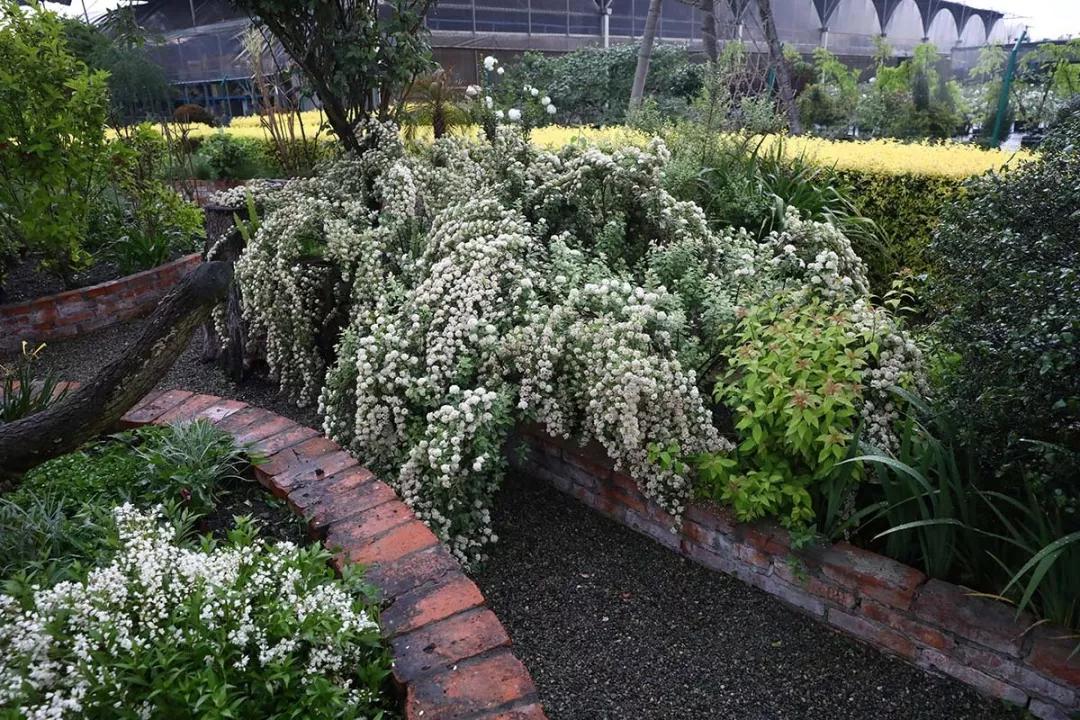 建一座完全不打药的生态花园,所有生命在这里和谐共处,值得收藏