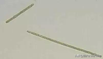 蓝藻颤藻图片,蓝藻颤藻怎么治