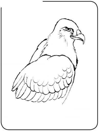 国画初学者入门步骤鸟禽,国画各种鸟类画法大全