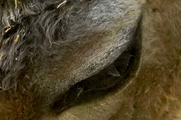 无反全能镜头,适马400mmf5.6测评