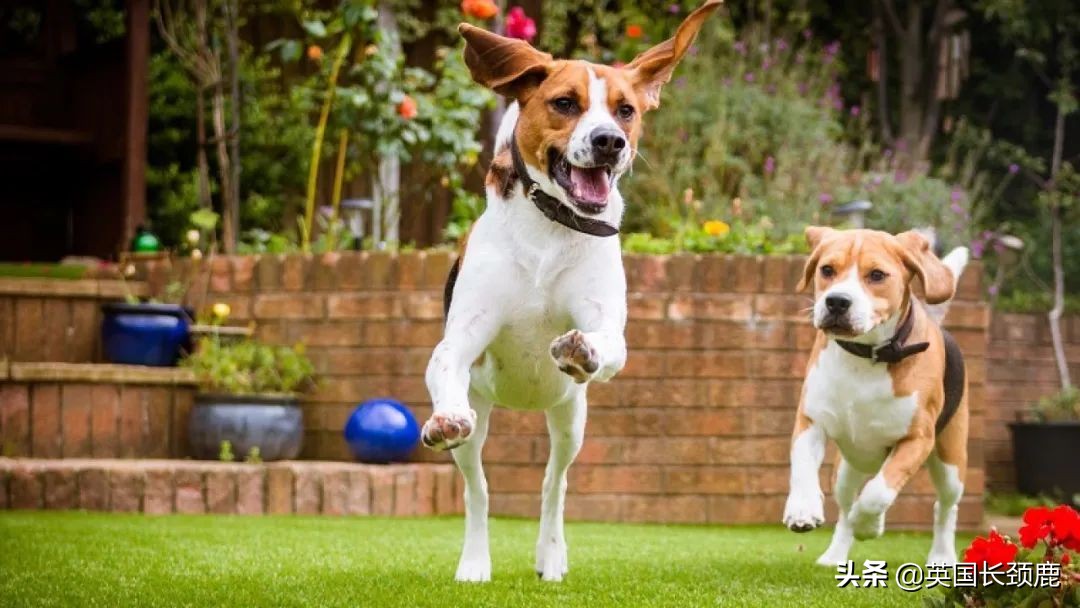 在英国哪里可以买宠物,英国如何饲养宠物猫咪