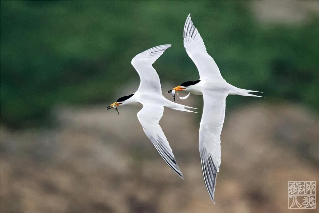 2022年一级保护野生动物有哪些,2025年我国野生保护动物