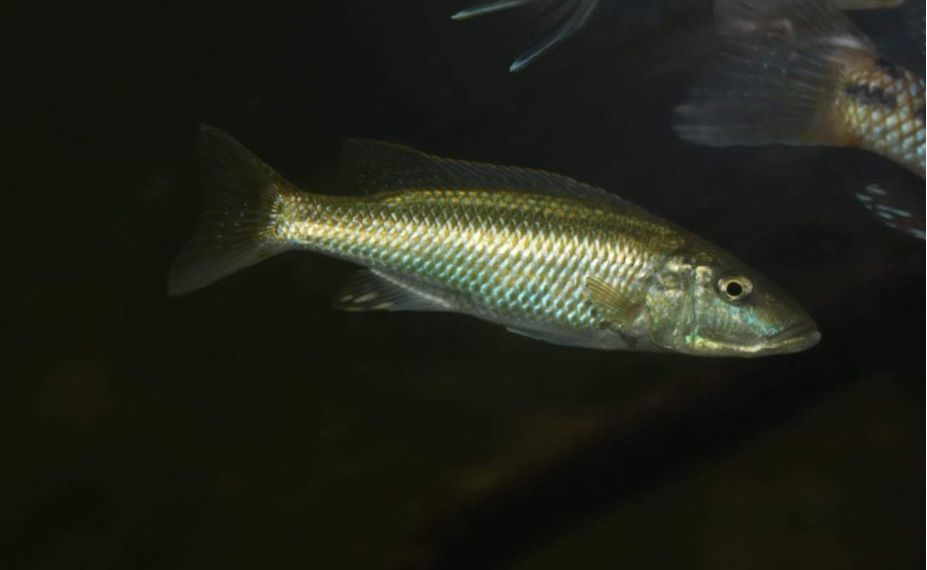 自己做大型水陆缸,在家自己打造一个沙漠缸