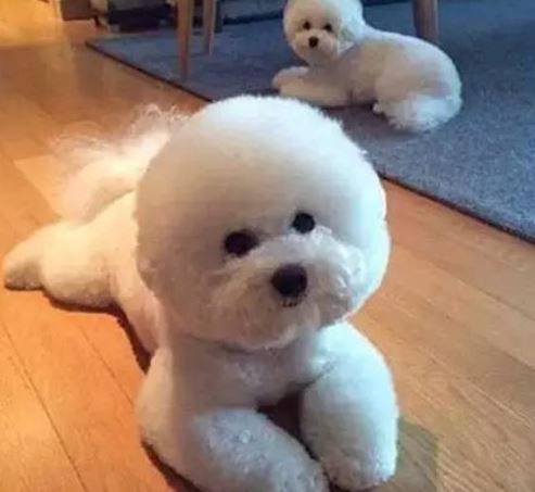 比熊耳朵球菌感染怎么办,比熊口炎怎么能治好