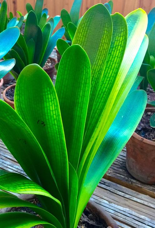 养花也要一种好心态才能养好花,人养花花养人6种花越养越健康