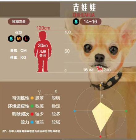 狗狗大讲堂,狗狗们上课去学校