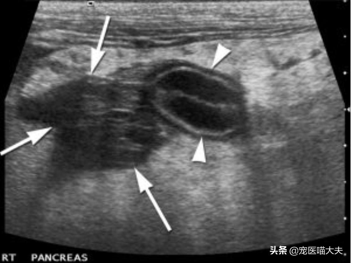 犬胰腺炎的病发原因、症状以及应对措施分析！