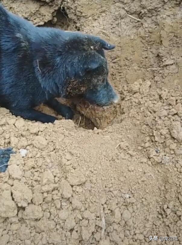 黑嘴土狗挖鼠洞,土狗挖老鼠洞