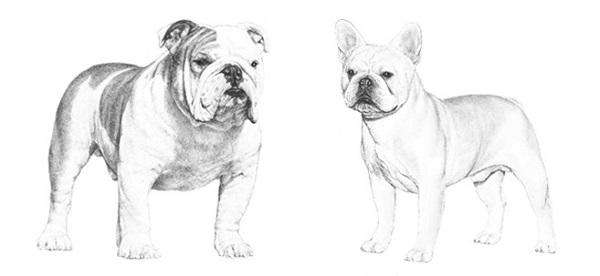 柴犬柯基傻傻分不清,柴犬分辨得出坏人吗