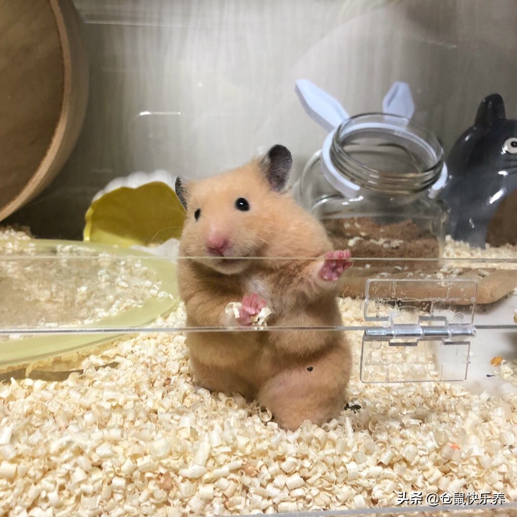 仓鼠怎么养才算肥胖呢,仓鼠怎么养易肥胖呢