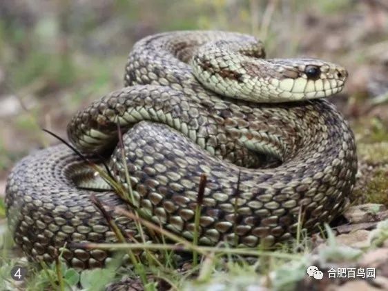 蛇如何升级为龙,可以升级的蛇
