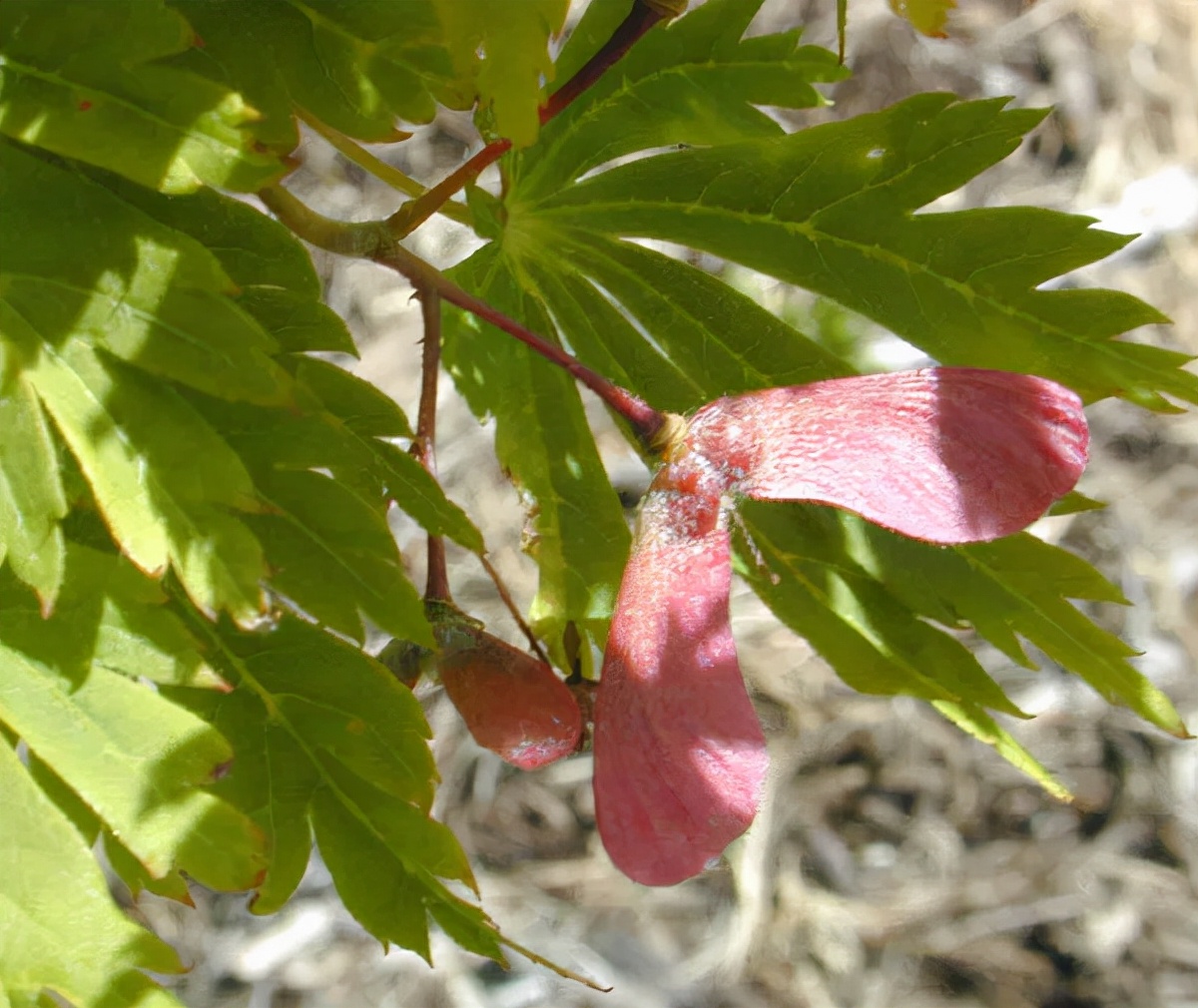 可滑翔也可以垂直起飞的无人机,神奇还能起飞的无人机