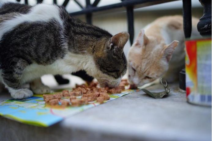 零下32度的狗被冻成冰疙瘩,八只狗狗零下50度严寒