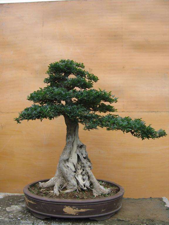 白蜡盆景有什么作用与功效,家养盆景坏处