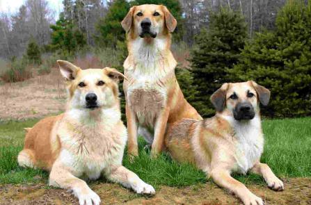 宠物狗大全免费观看,什么狗最好养又听话又聪明大型犬