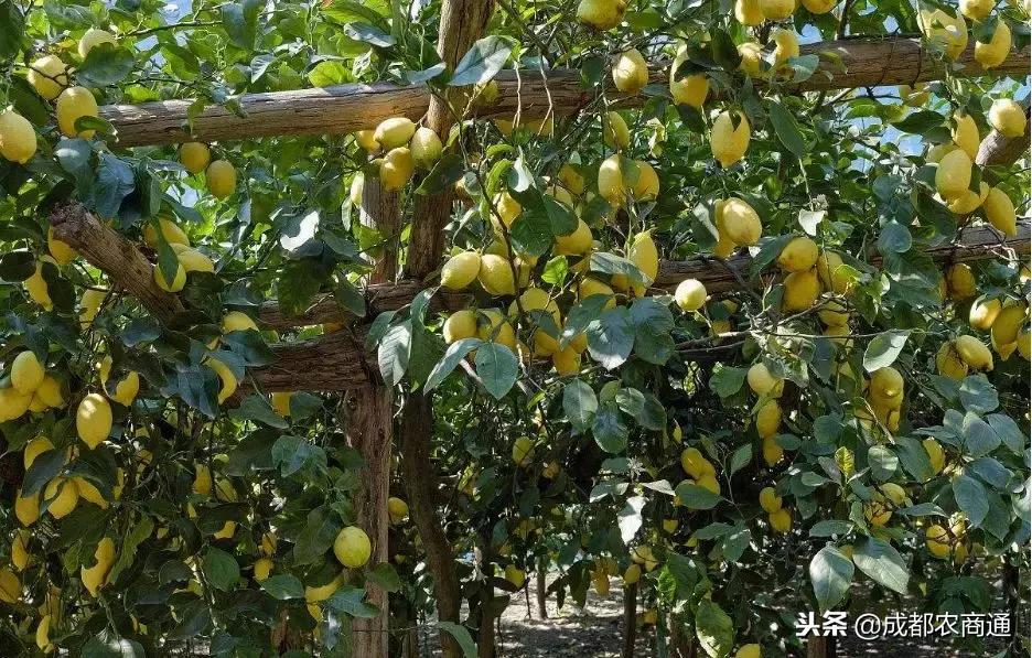 柠檬树常见病虫及治疗,柠檬树叶子的病虫害防治