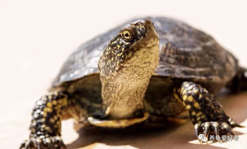 养龟小常识,多了解总是没坏处的
