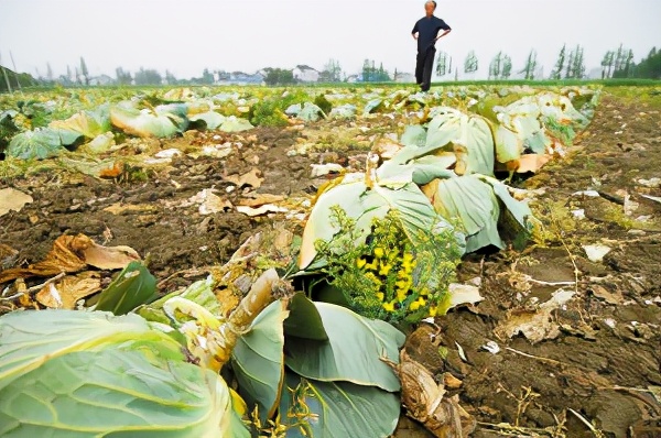 小芈要回农村之城里的菜好贵