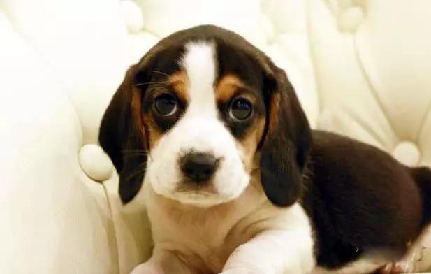 45种狗狗,45种狗类