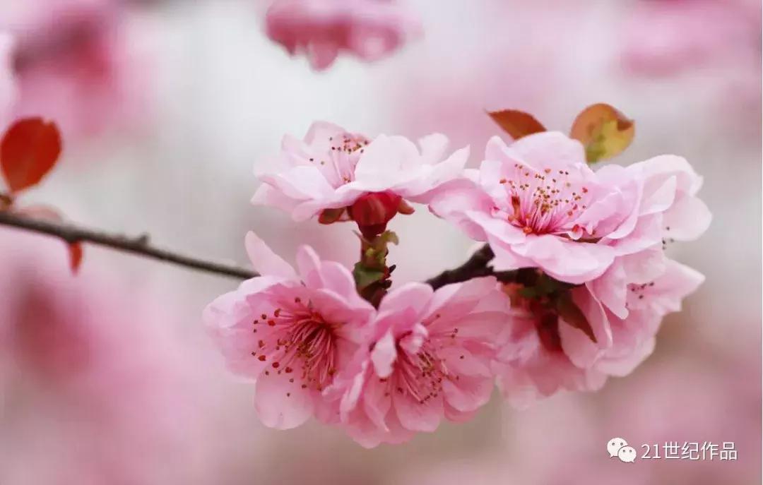 雨霖铃十二首原唱,朗诵经典作品雨霖铃