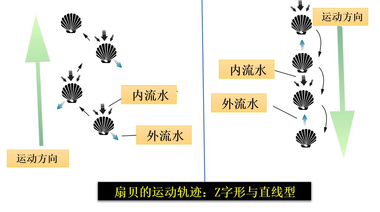 扇贝跑路的风险,扇贝真的会跑么