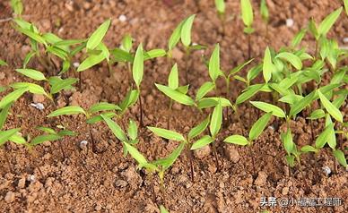 春天播种的蔬菜,春季蔬菜种子播种时间一览表