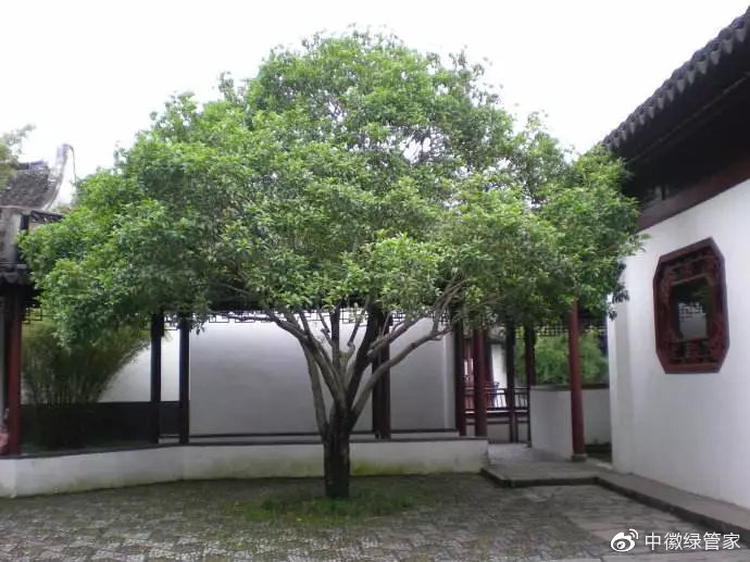 中徽绿化园林,中式园林的四季之美