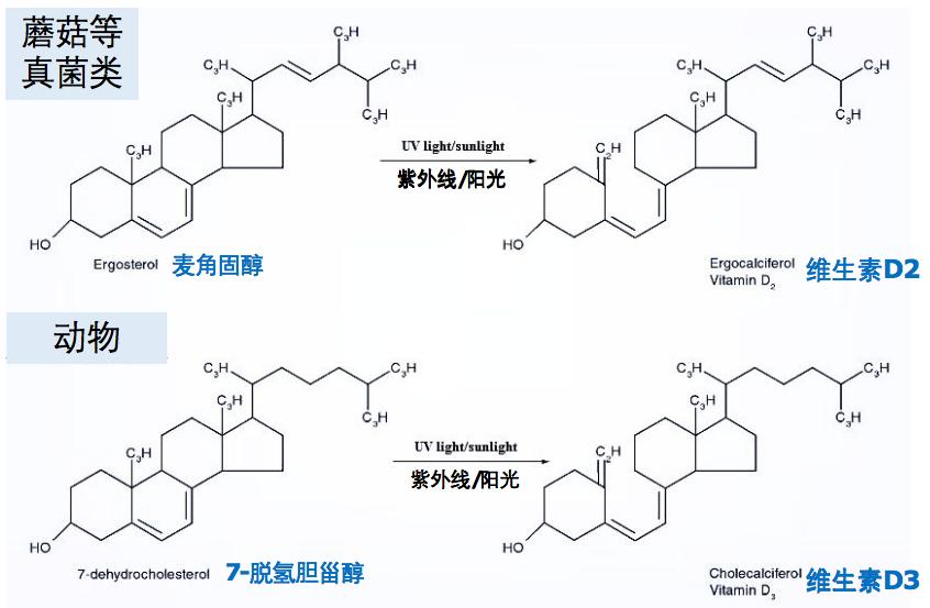 你的维生素,关于维生素d你还应该知道这些