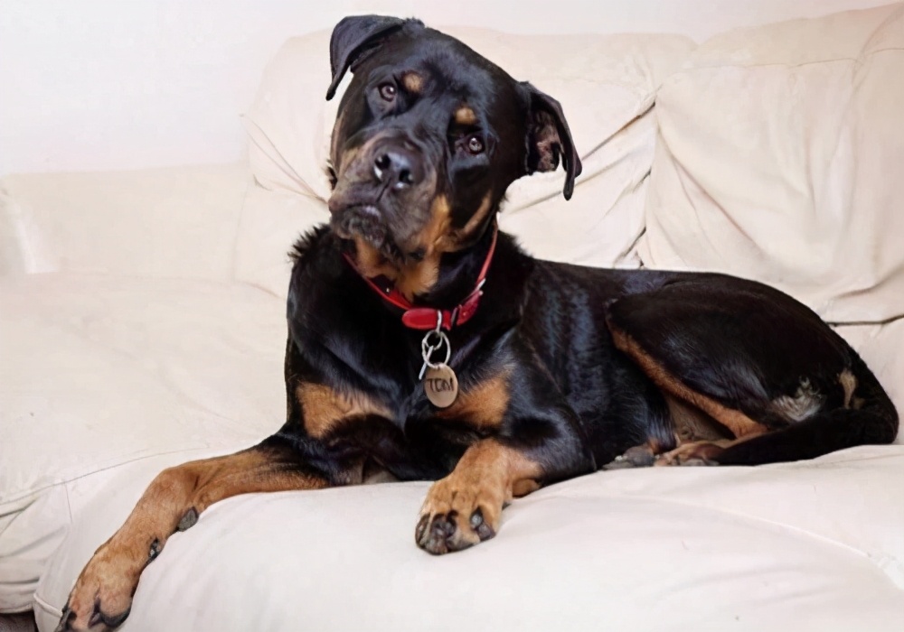 狗狗上厕所有褐色血怎么回事,养狗的尿怎么处理