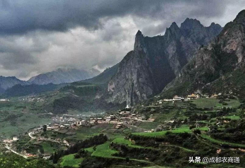 它价格昂贵，生长环境要求高，无法人工栽培！挑选方法很重要