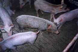 保育猪渗出性皮炎的治疗,猪渗出性皮炎的原因和治疗方案