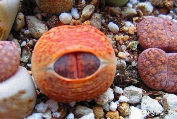 屁股花脱皮怎么处理,屁股花脱皮可以将皮撕掉吗