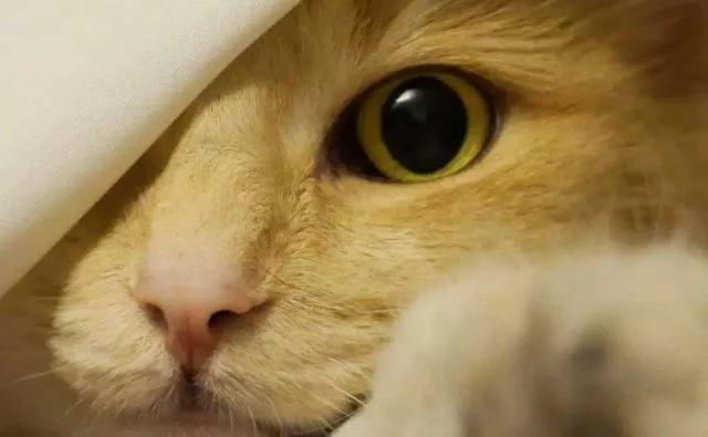 小猫咪身上有哪些神奇的开关,小猫咪身上的那些奇奇怪怪的开关