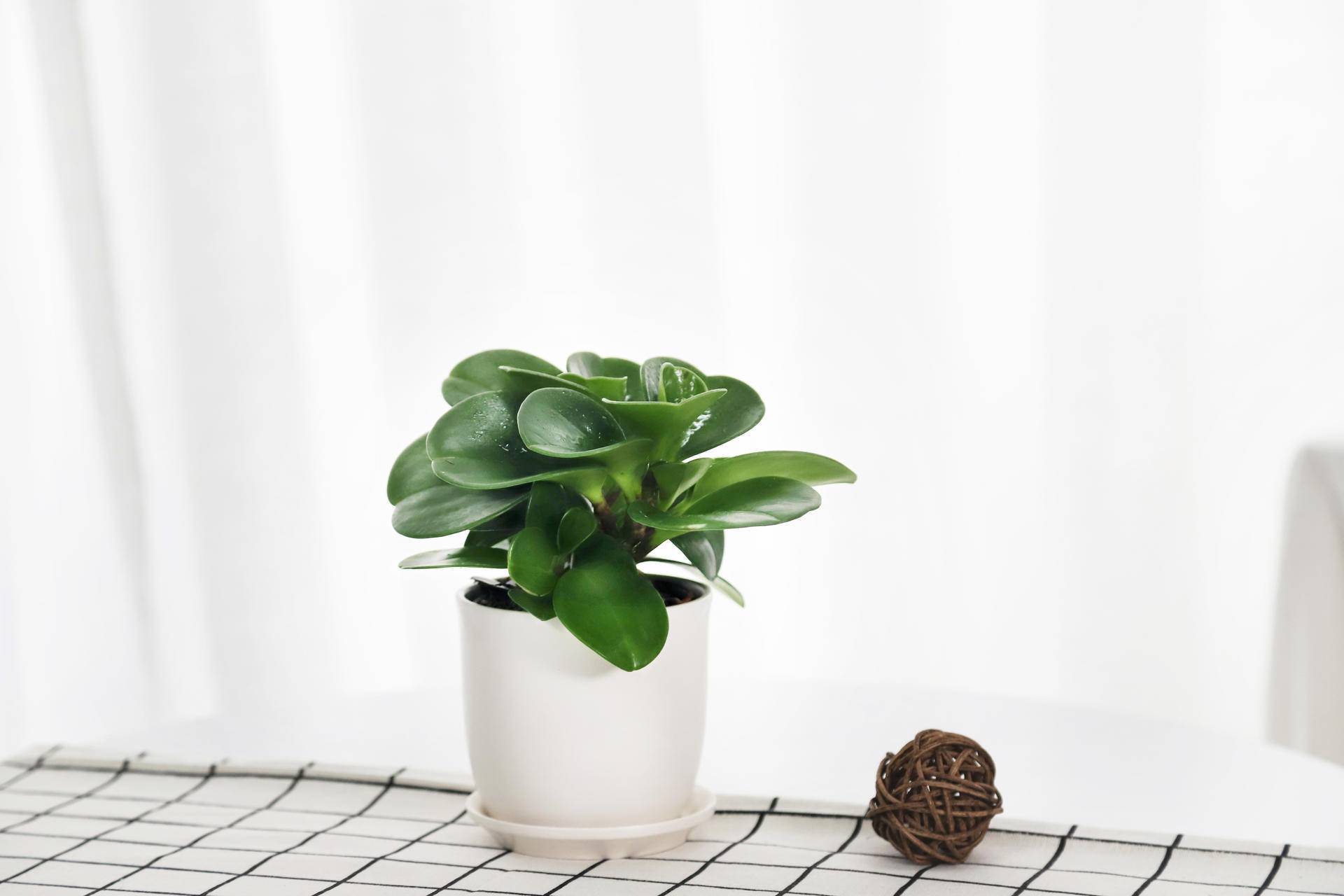 碧玉莲的养殖方法和注意事项盆栽,碧玉的养殖方法和注意事项