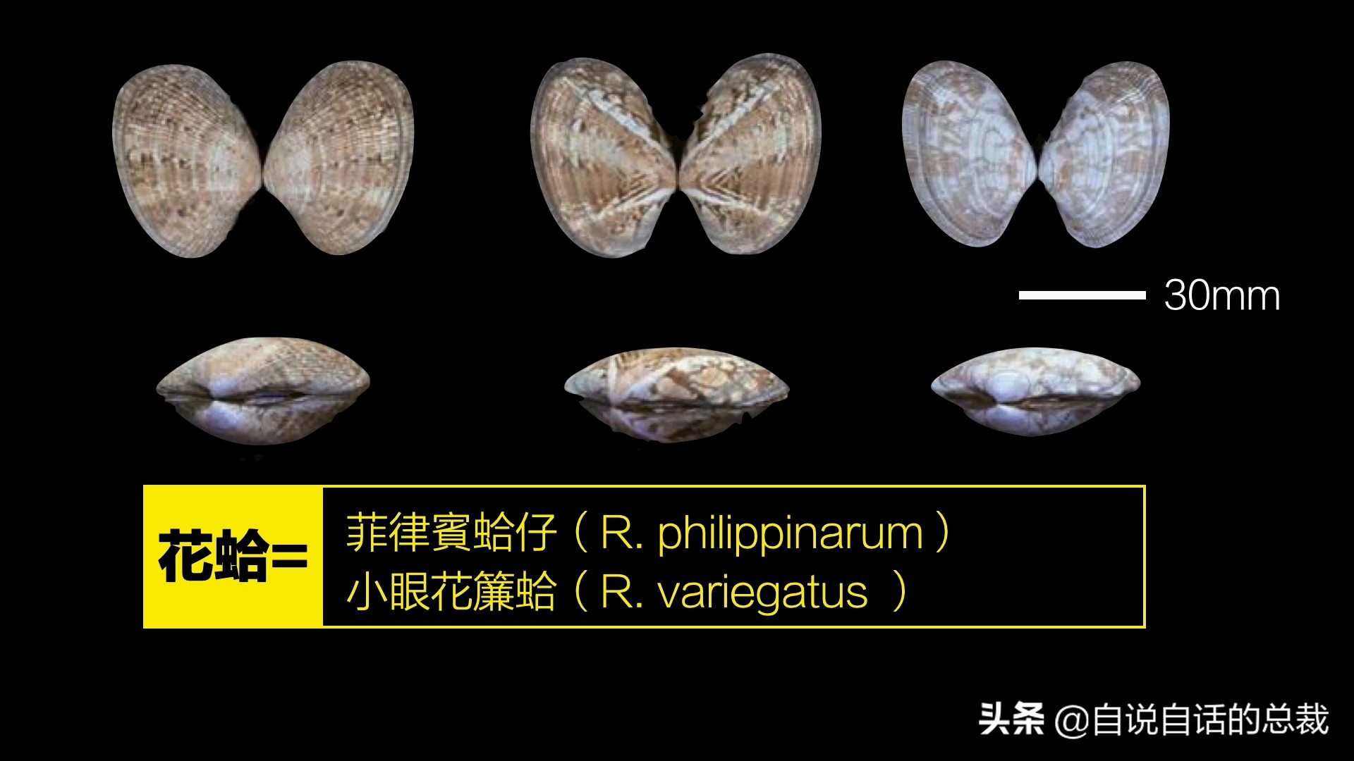 蛏子与小人蚬的区别,贻贝蛤蜊有什么区别