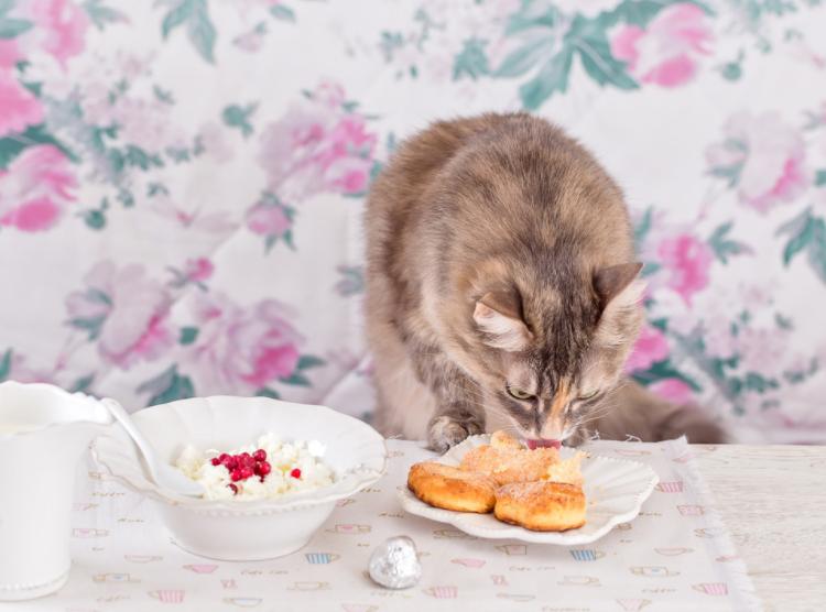 猫咪吃猫毛对它的身体有危害吗,小猫吃猫砂对猫咪有什么危害