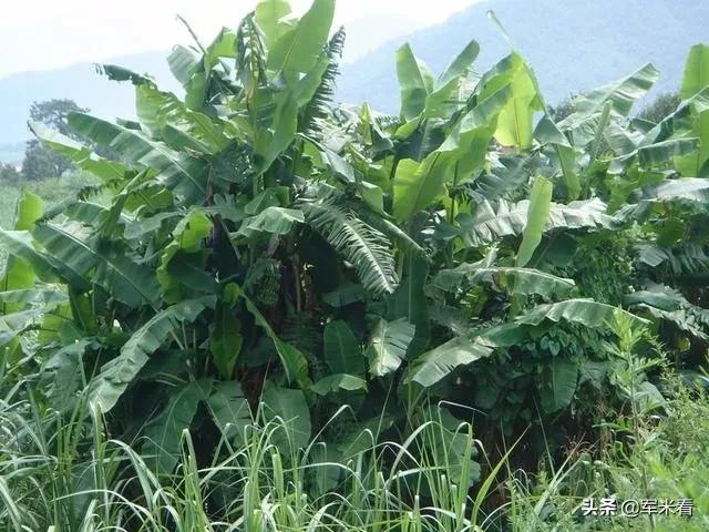 野外生存取饮用水方法,野外生存技巧之野外如何获得水