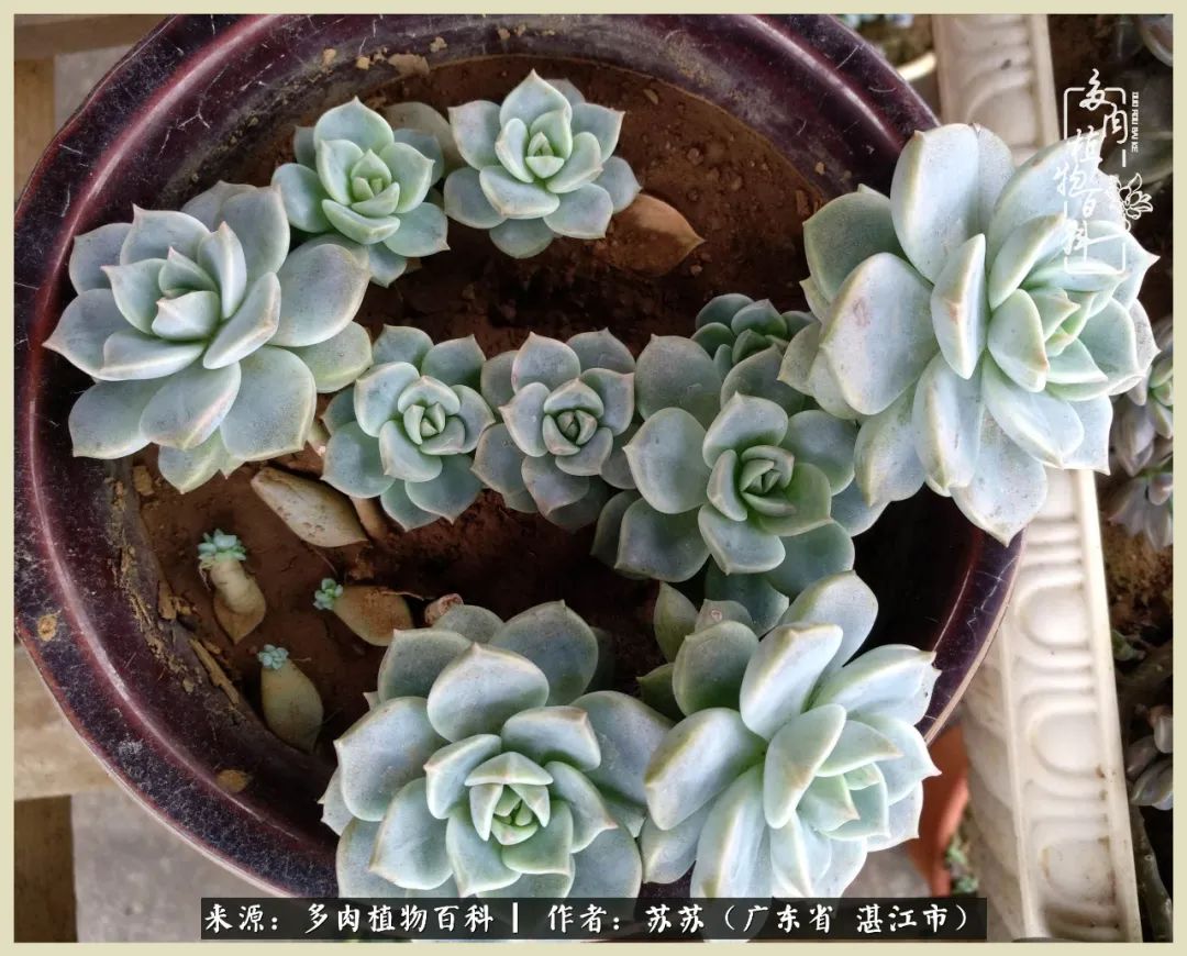 不要辜负与多肉的美好时光,多肉可以给人岁月静好的感觉